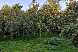 Дом в Волгодонск, СНТ Мичуринец, 1452 (25 м²)